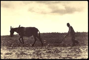Mule working in field